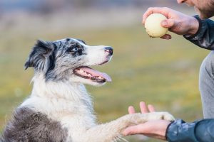 Best Dog Training Tips to Improve Your Dog’s Behaviour Fast