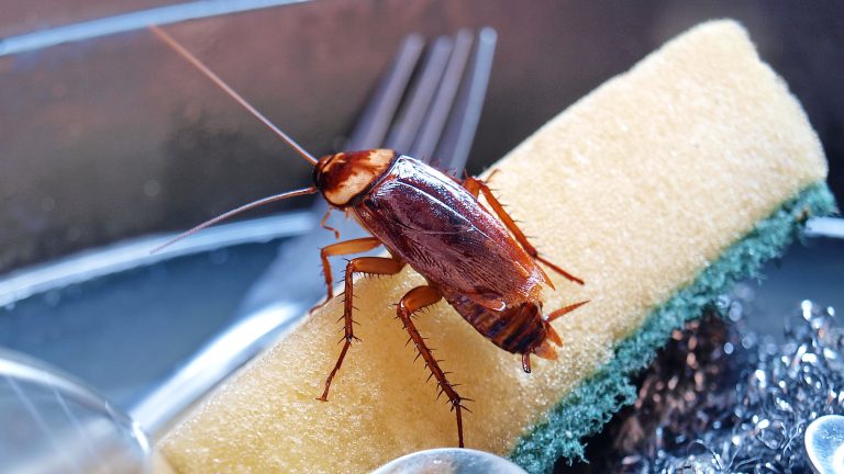 Is It Possible to Permanently Eliminate Roaches in Orem?